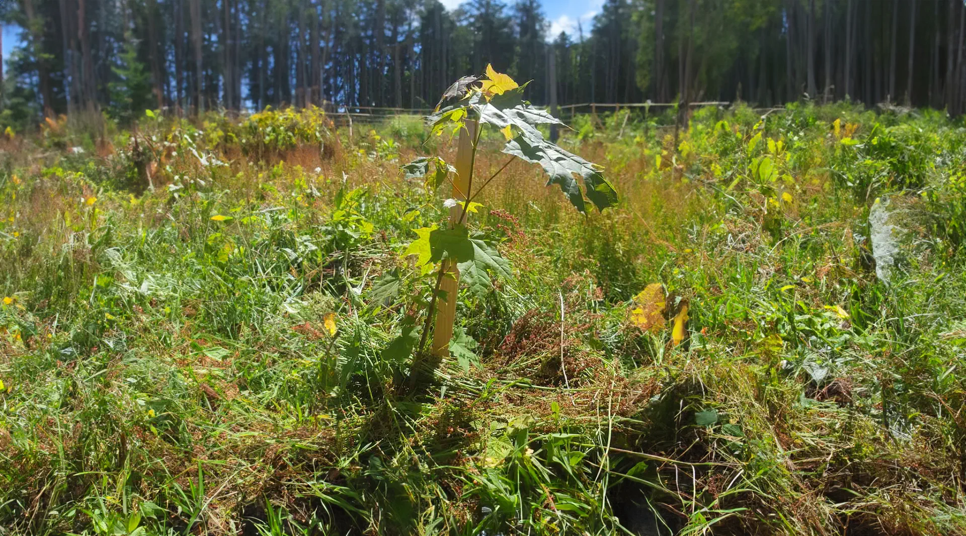 Aufforstung von Waldökosystemen