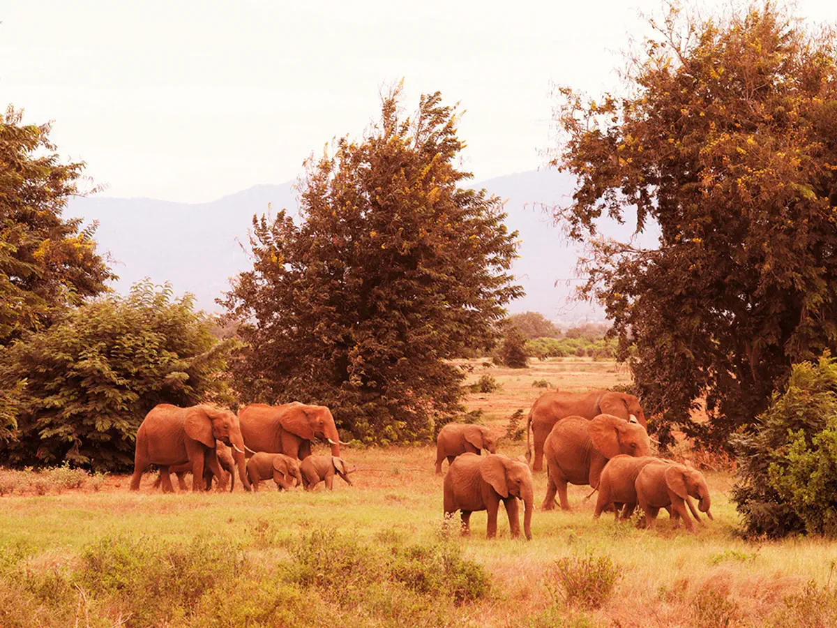 Klimaneutral drucken Saxoprint Kasigau Kenia